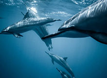 GA黄金甲体育官网：畅享顶级游戏体验，尊享财富盛宴